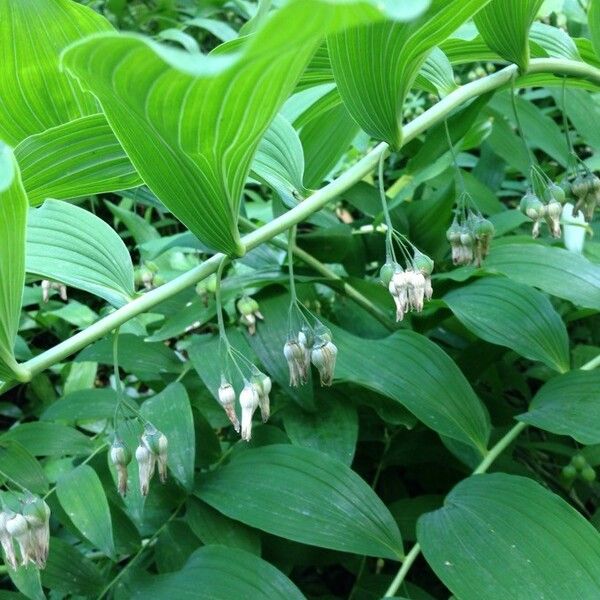 Polygonatum biflorum Blüte