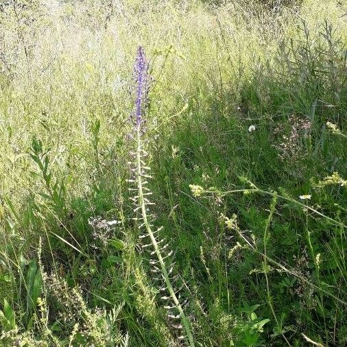 Muscari comosum Kvet