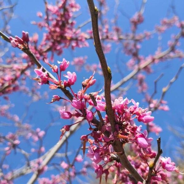 Cercis siliquastrum फूल