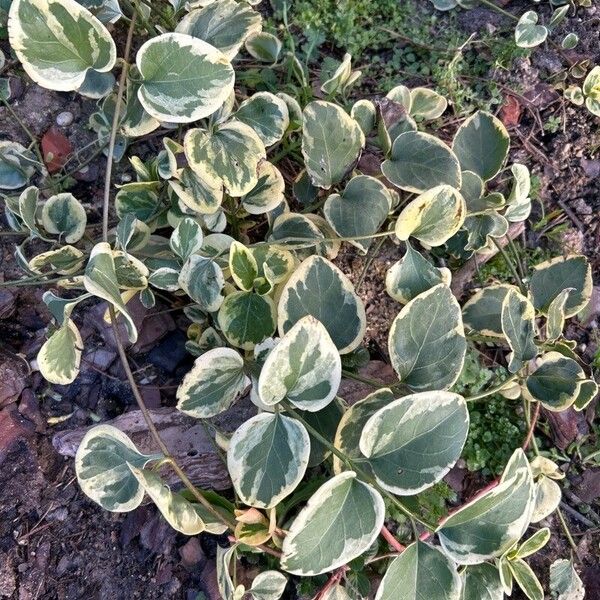 Vinca major Blad