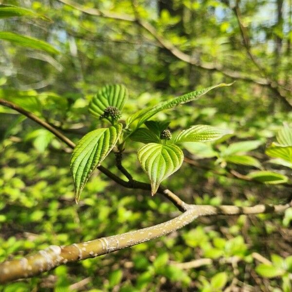 Cornus alternifolia Corteccia