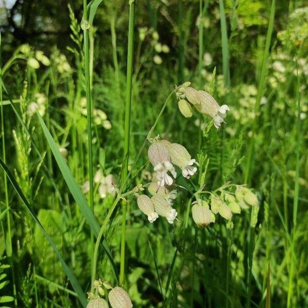 Silene vulgaris Blomst