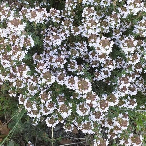 Thymus vulgaris 花