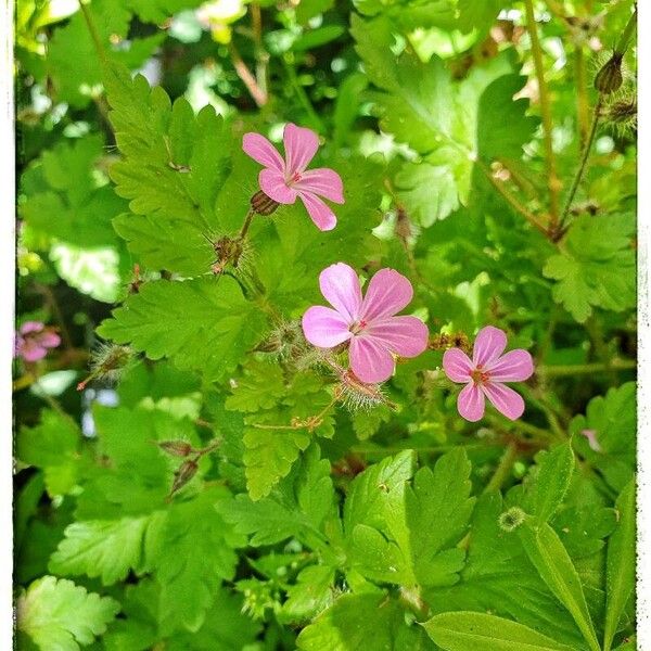 Geranium robertianum Flor