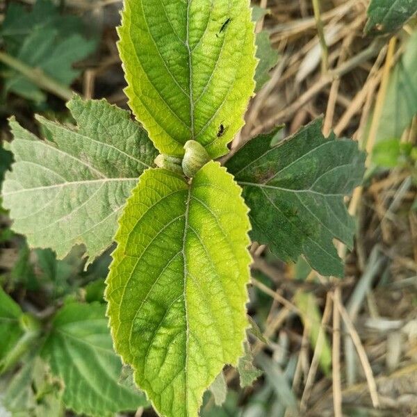 Clerodendrum infortunatum Leaf