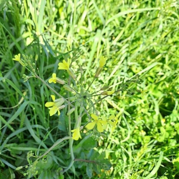 Coincya monensis Flower