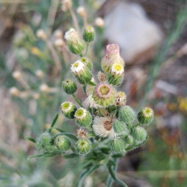 Erigeron bonariensis Цвят