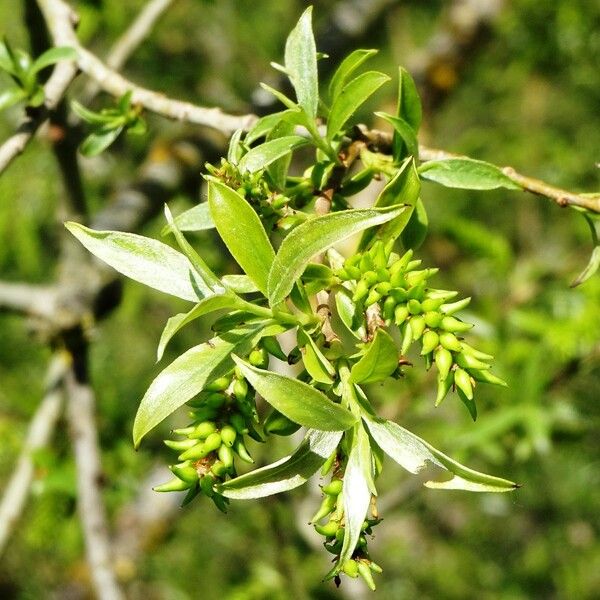 Salix pentandra Other