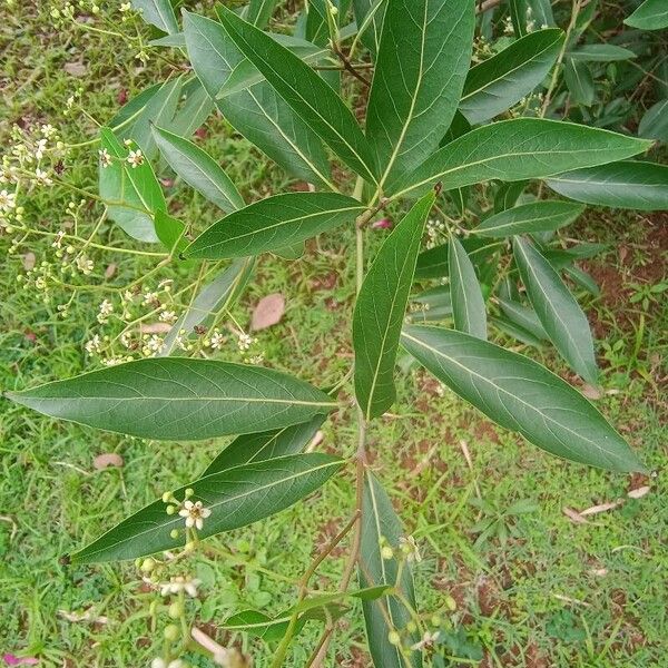 Nectandra megapotamica Φύλλο