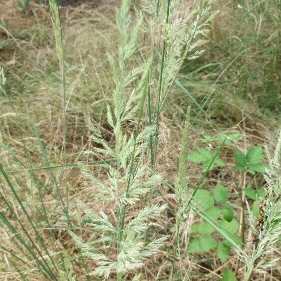 Calamagrostis epigejos Flower