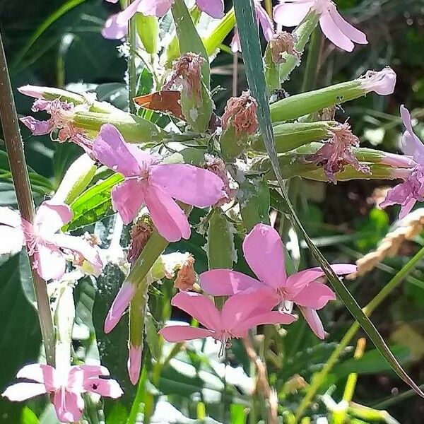 Saponaria officinalis Kwiat