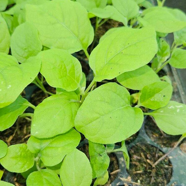 Nicotiana rustica Leaf