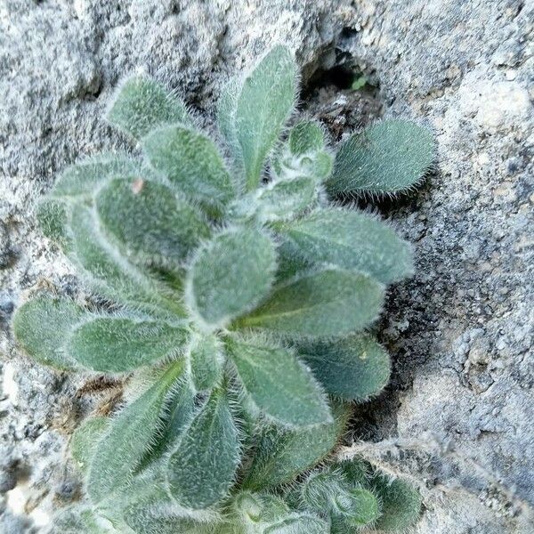 Campanula mollis Leaf