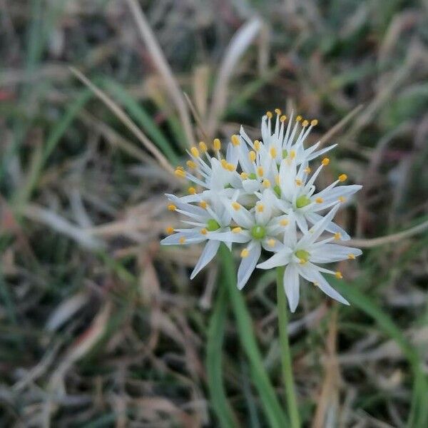 Allium subvillosum Flor