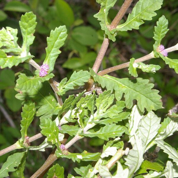 Trichospira verticillata Celota