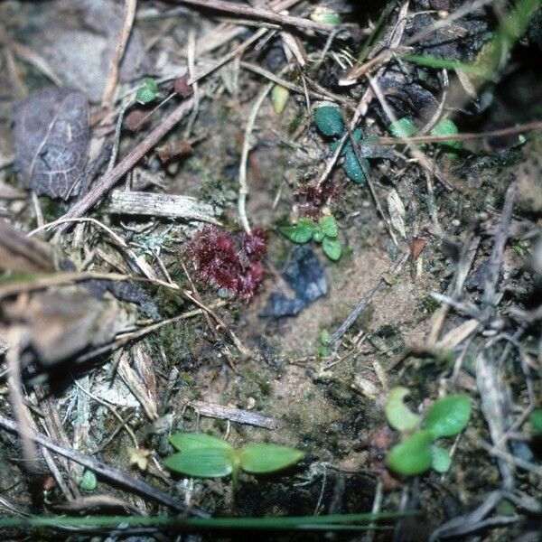 Drosera brevifolia Leaf