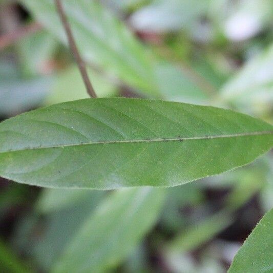 Antirhea borbonica Leaf