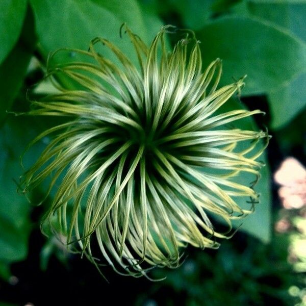 Clematis viticella Frukto