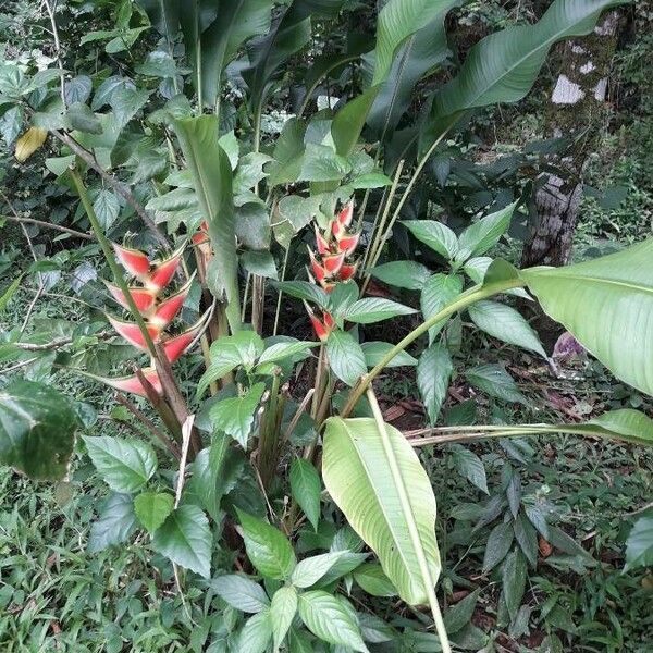 Heliconia wagneriana Hábito