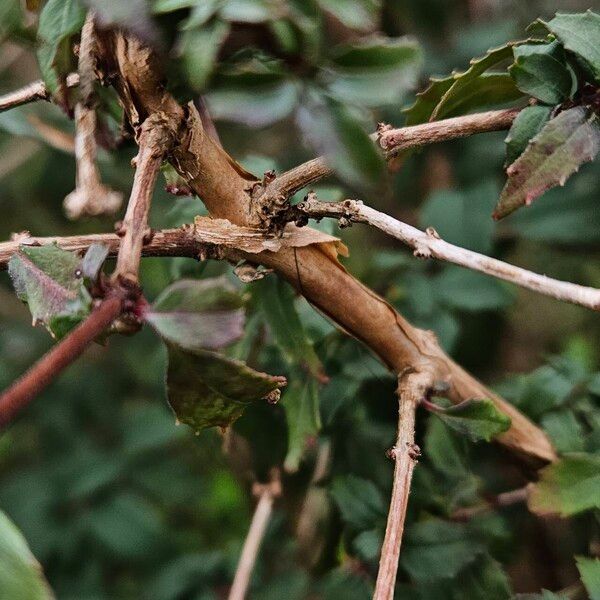 Fuchsia magellanica Corteccia