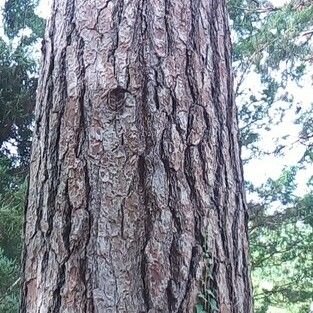 Pinus ponderosa Casca