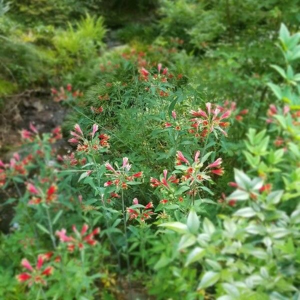 Alstroemeria psittacina Hoja