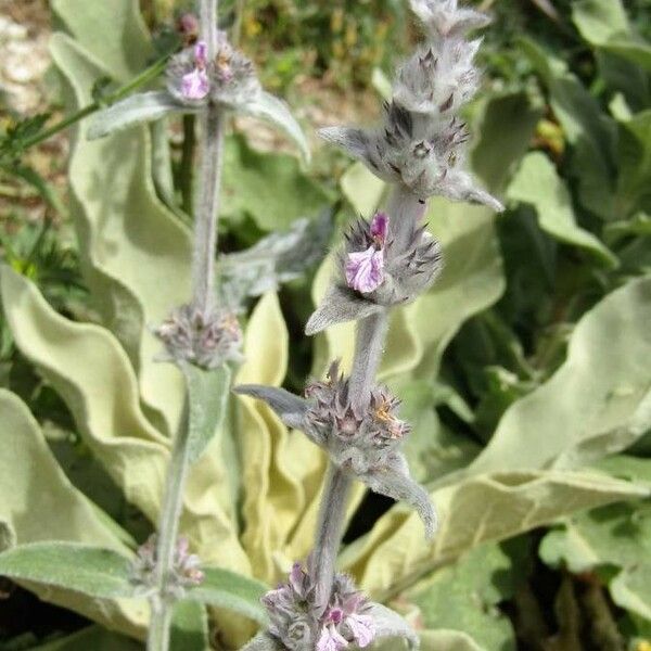 Stachys cretica Leaf