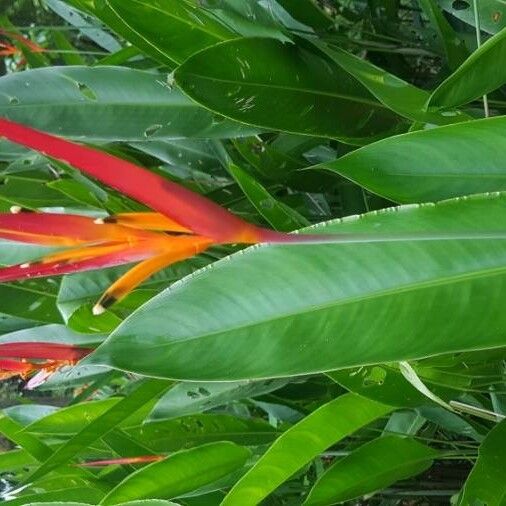 Heliconia spp. Flower