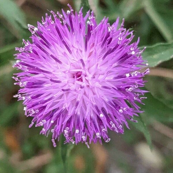 Centaurea nigra Flor