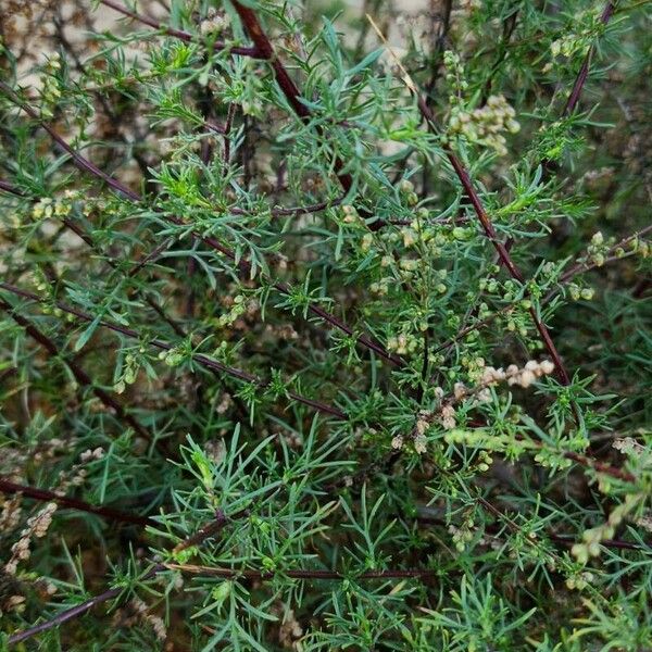 Artemisia scoparia आदत