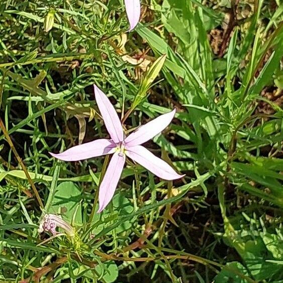 Isotoma axillaris Flower