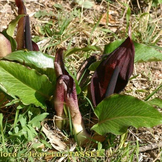 Arum pictum Habitus