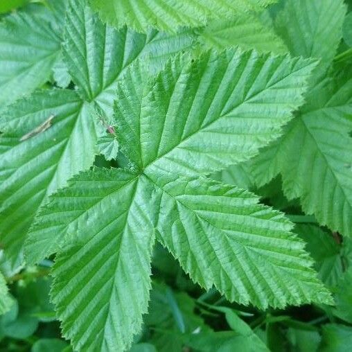 Filipendula ulmaria Лист