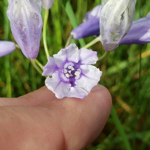 Triteleia grandiflora Λουλούδι