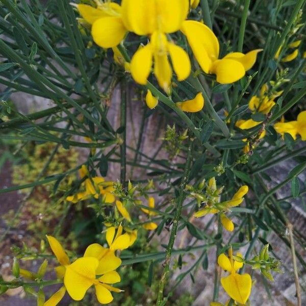 Genista germanica Blodyn