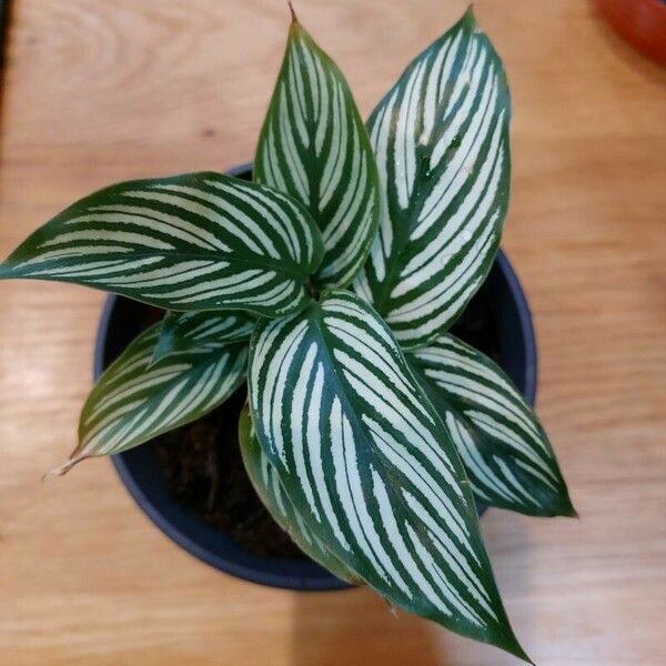 Calathea elliptica Leaf