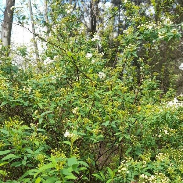 Spiraea cantoniensis Habit