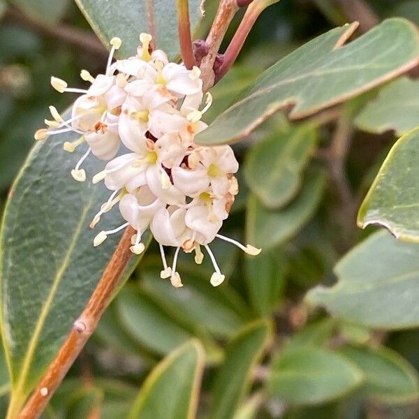 Osmanthus × burkwoodii ফুল