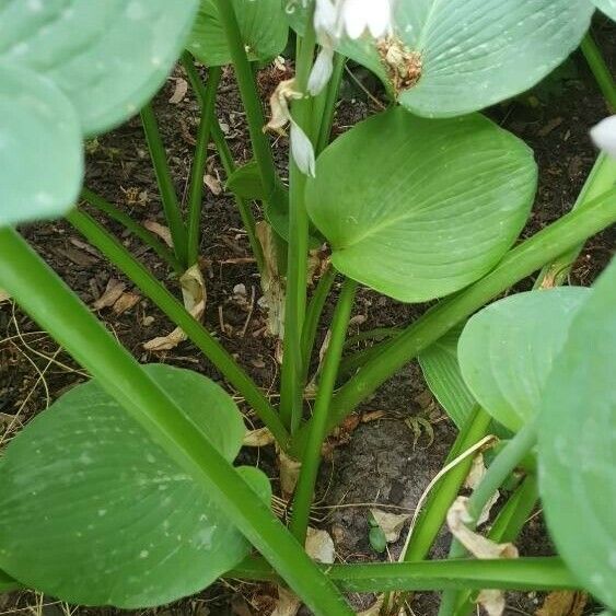 Hosta plantaginea кора