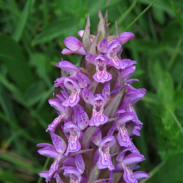 Dactylorhiza incarnata फूल