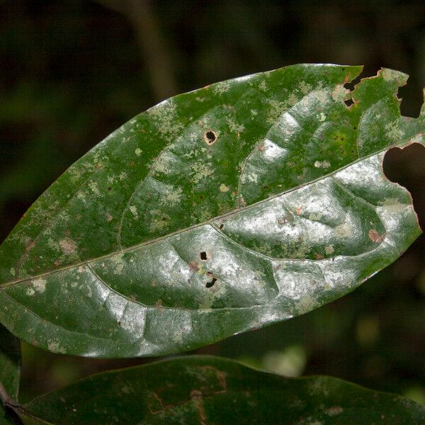 Ocotea splendens Deilen