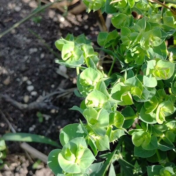 Euphorbia falcata Лист