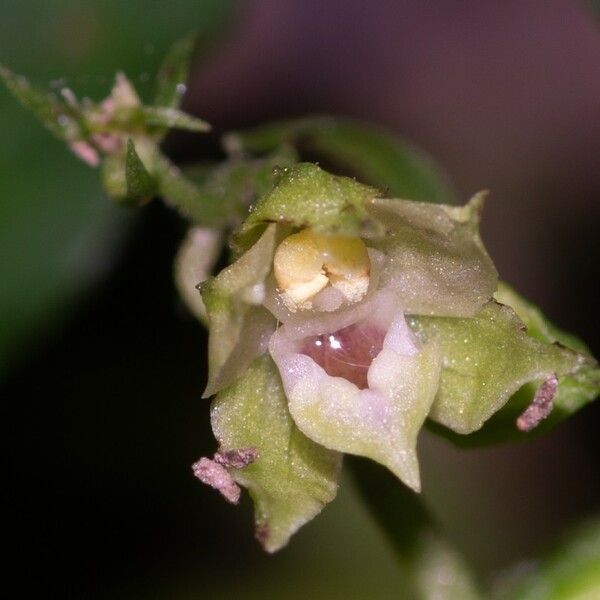 Epipactis albensis Blomma