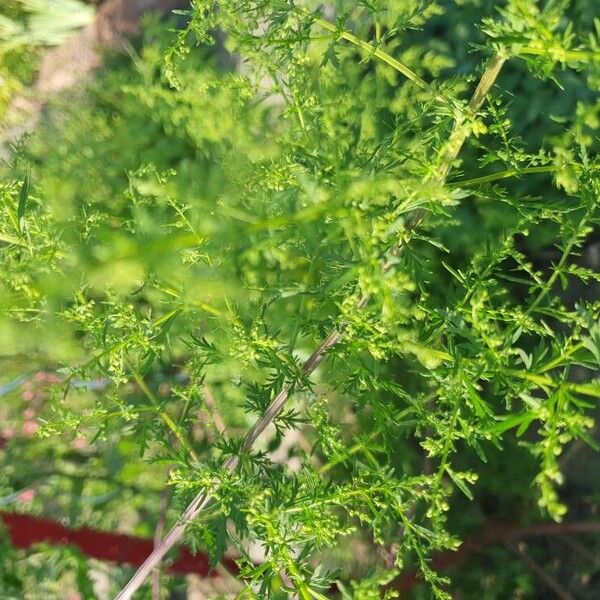 Artemisia annua List