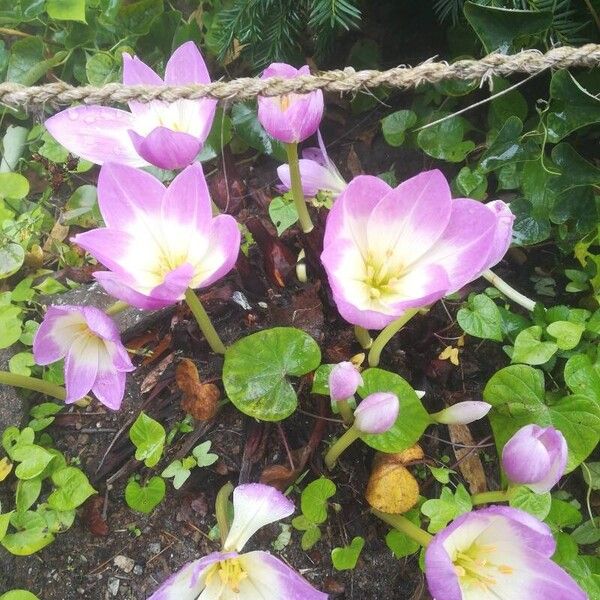 Colchicum autumnale ফুল