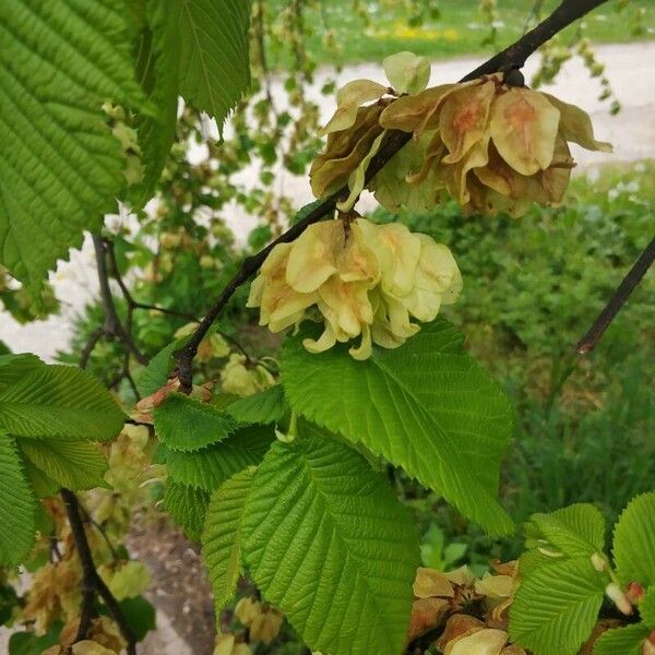 Ulmus glabra Λουλούδι