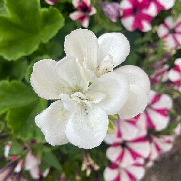 Pelargonium zonale फूल