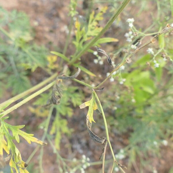 Parthenium hysterophorus Leaf