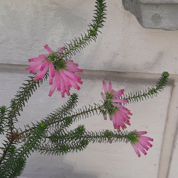 Erica verticillata Flor