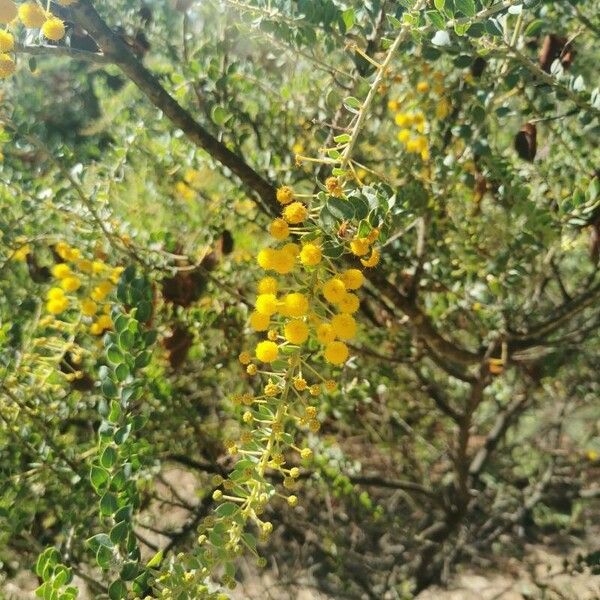 Acacia cultriformis Blomst